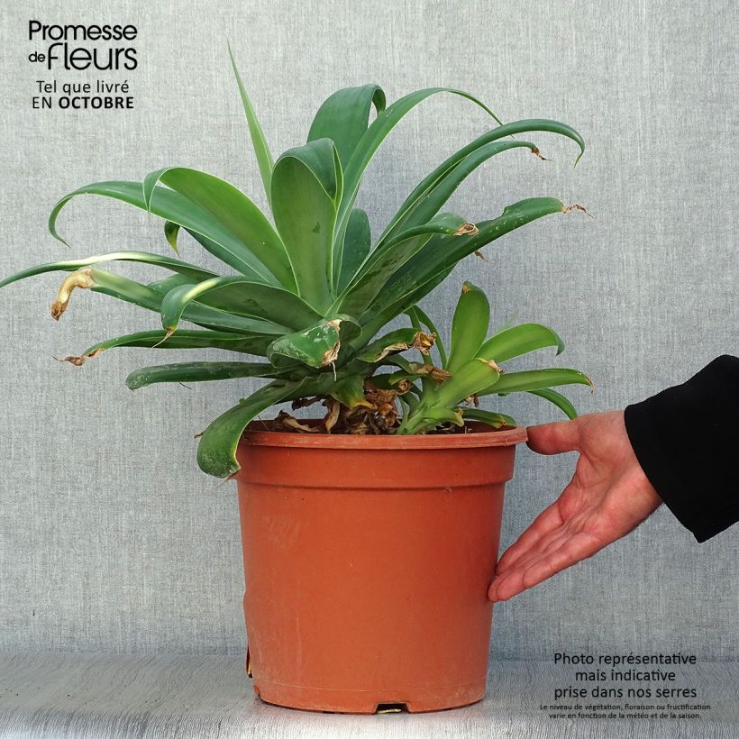 Agave attenuata 7.5L/10L pot sample as delivered in autumn