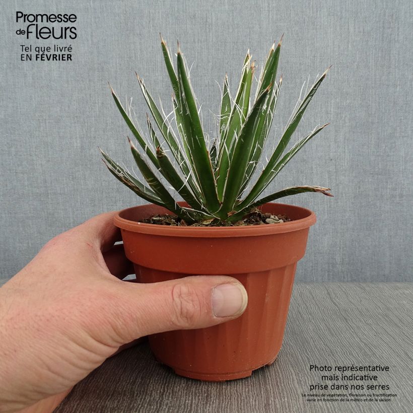 Agave&#x20;filifera&#x20;8&#x2F;9&#x20;cm&#x20;pot&#x20;sample&#x20;as&#x20;delivered&#x20;in&#x20;winter