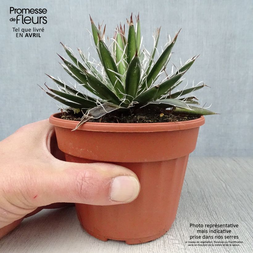 Agave filifera 8/9 cm pot sample as delivered in spring