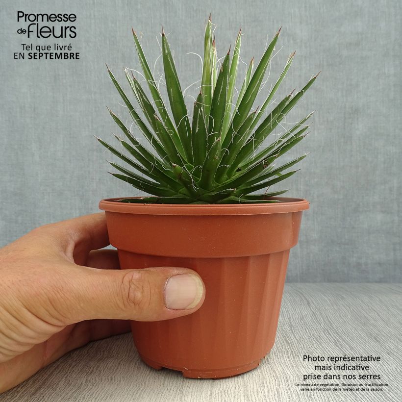 Agave filifera 8/9 cm pot sample as delivered in autumn