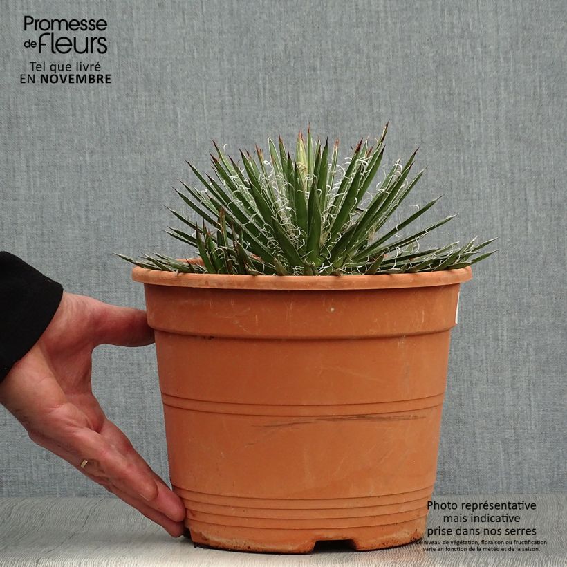 Agave filifera 1.5L/2L pot sample as delivered in autumn