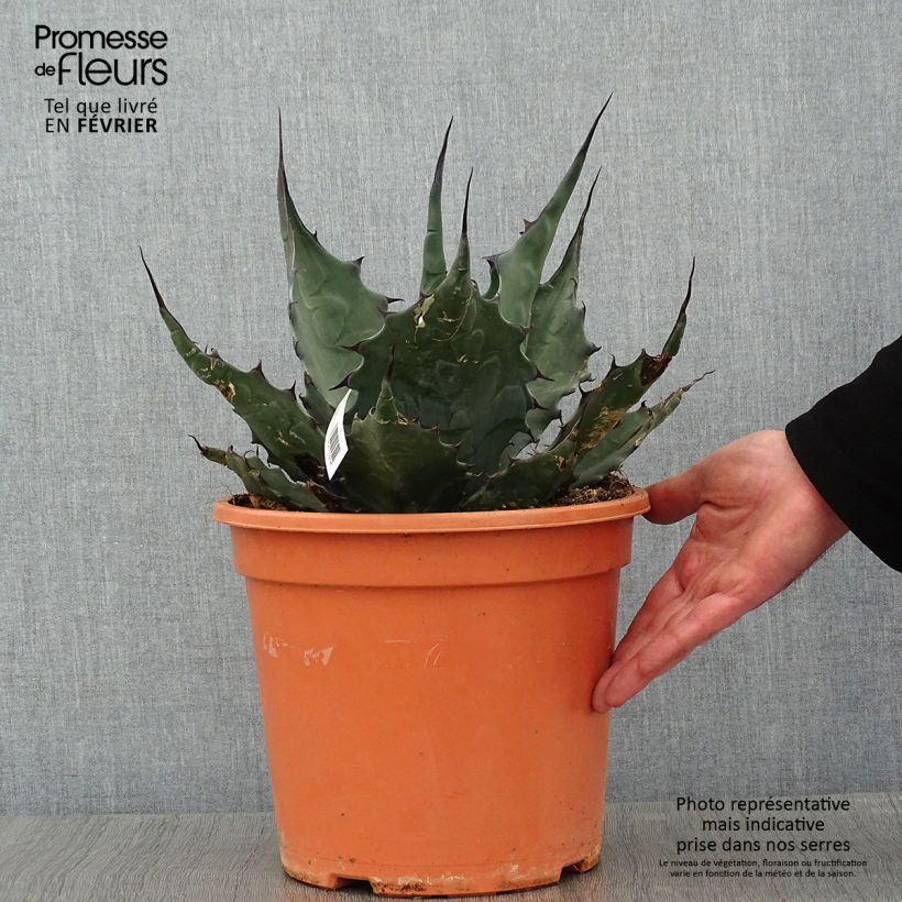 Agave havardiana 7.5L/10L pot sample as delivered in winter