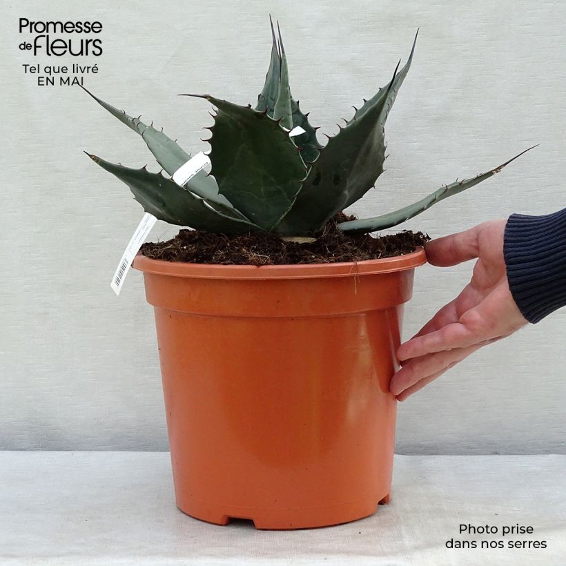 Agave havardiana 7.5L/10L pot sample as delivered in spring