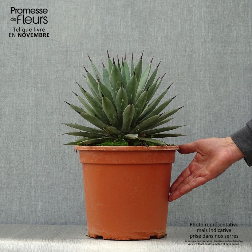 Agave macroacantha 7.5L/10L pot sample as delivered in autumn