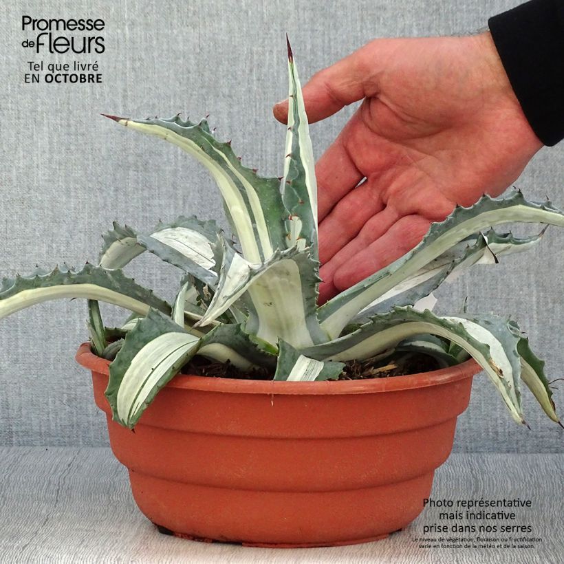 Agave Mediopicta Alba - American Agave 2L/3L pot sample as delivered in autumn