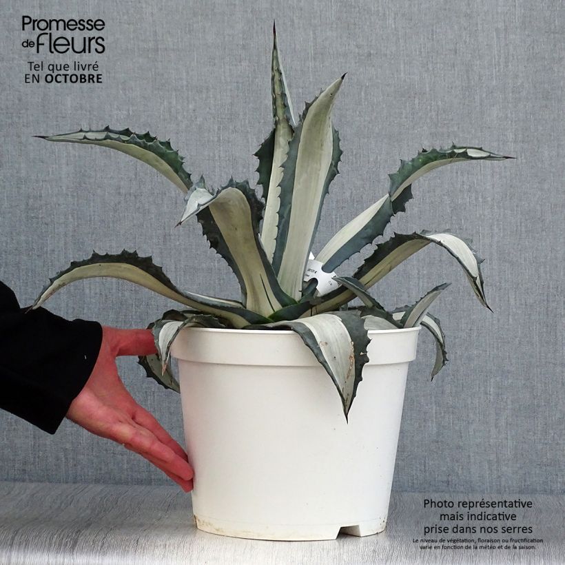 Agave Mediopicta Alba - American Agave 7.5L/10L pot sample as delivered in autumn