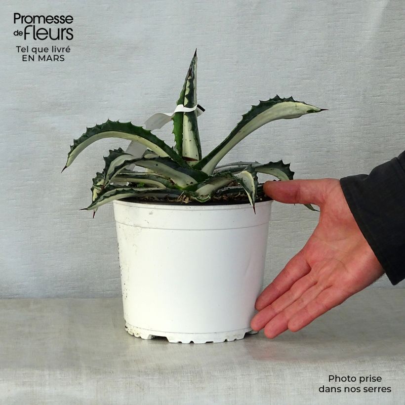 Agave Mediopicta Alba - American Agave 2L/3L pot sample as delivered in spring