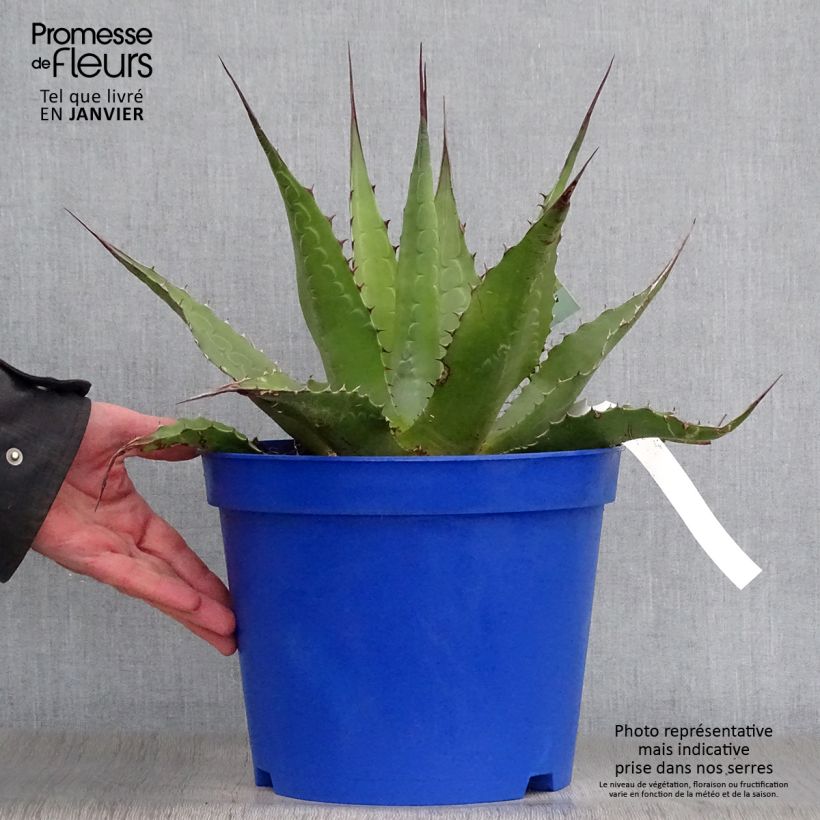 Agave montana 7.5L/10L pot sample as delivered in winter