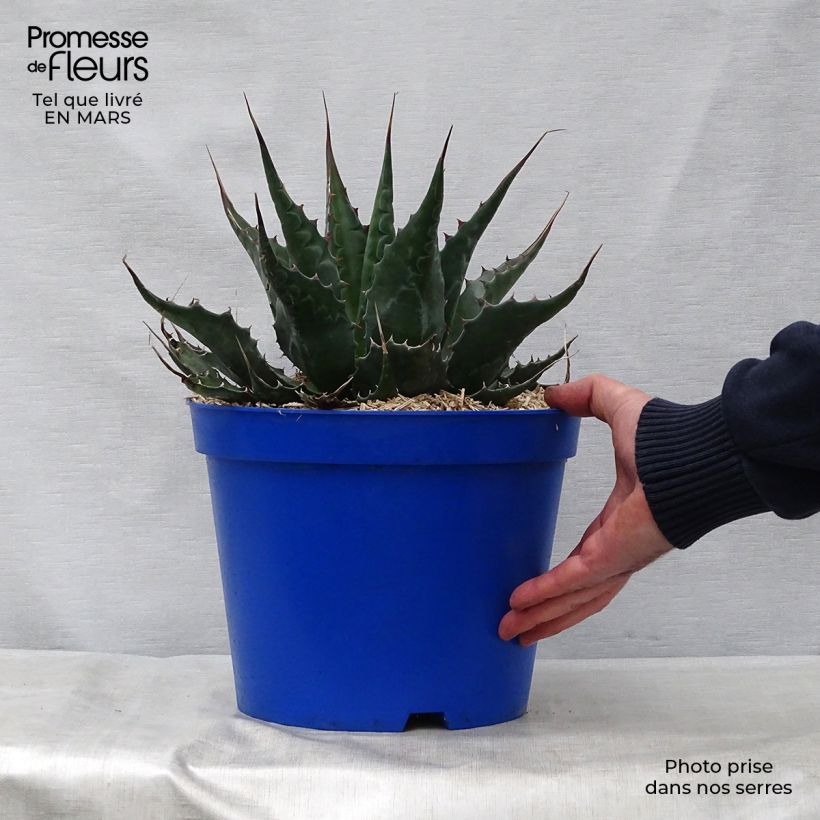 Agave montana 7.5L/10L pot sample as delivered in spring