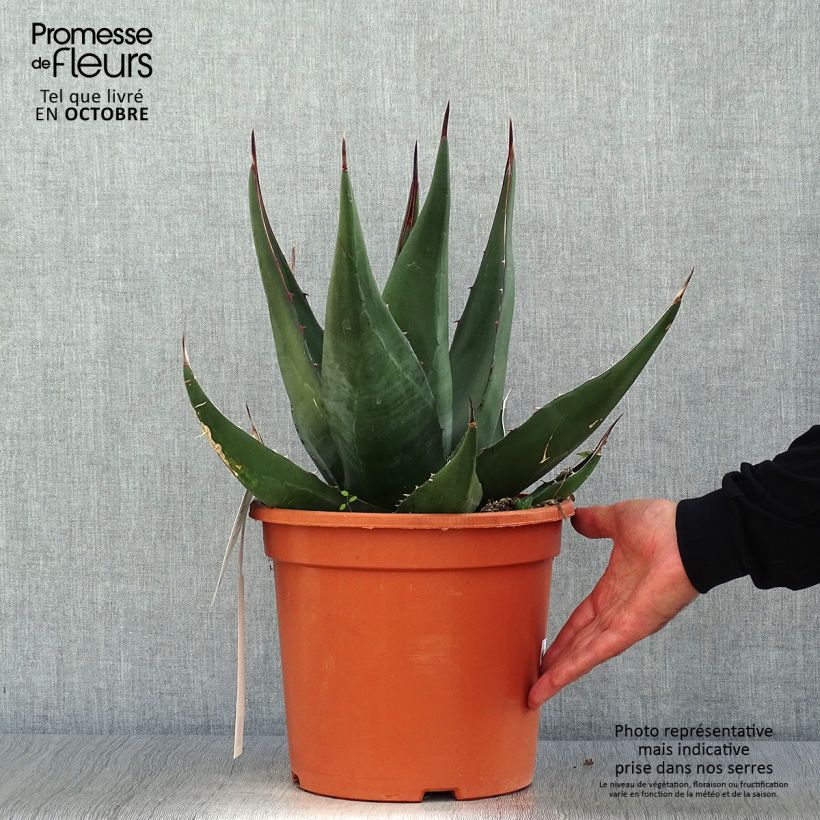 Agave montana 7.5L/10L pot sample as delivered in autumn