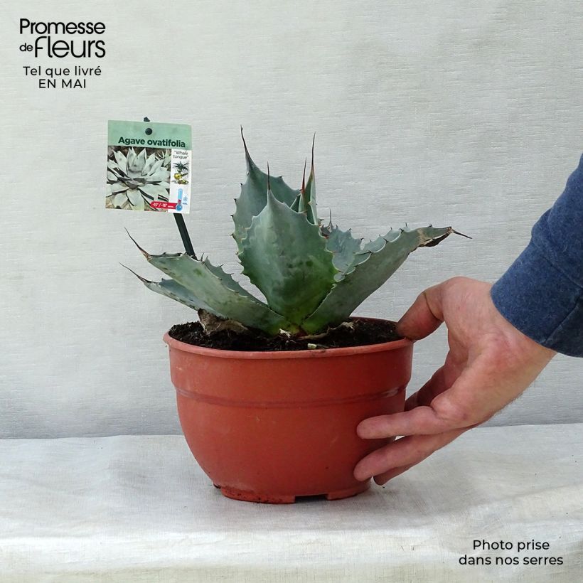 Agave ovatifolia 3L/4L pot sample as delivered in spring