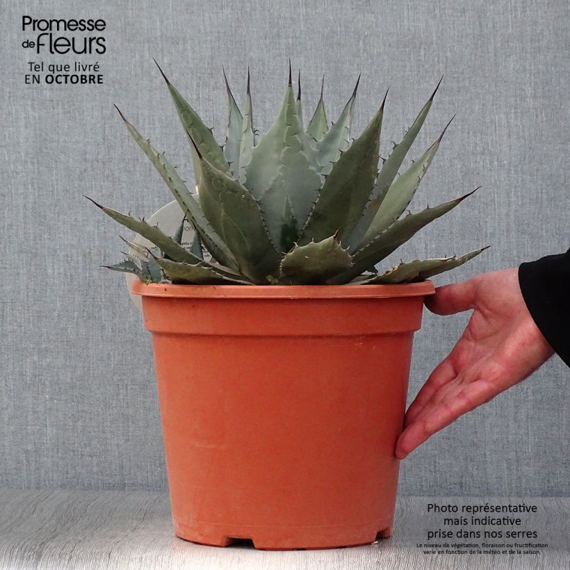 Agave parryi var. neomexicana 7.5L/10L pot sample as delivered in autumn