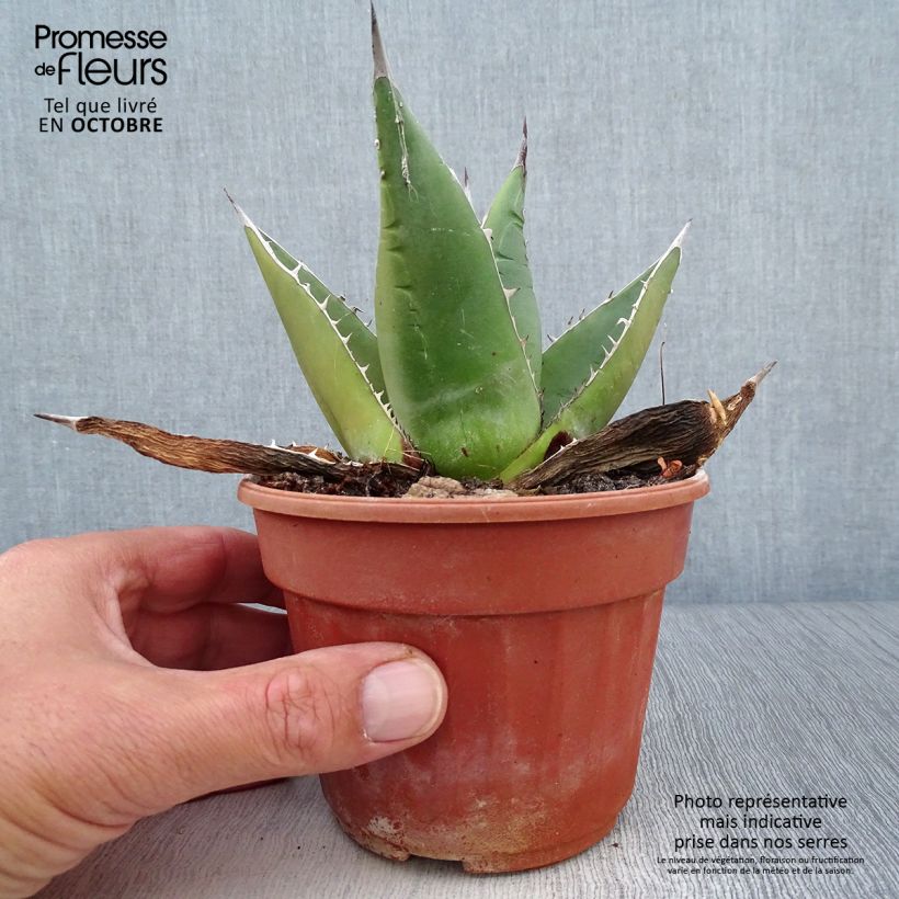 Agave titanota 12cm pot sample as delivered in autumn