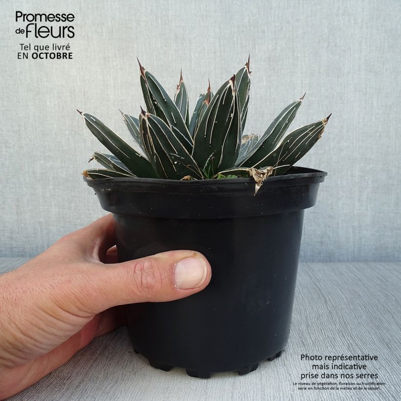 Agave victoriae reginae - Queen Victorias Agave 2L/3L pot sample as delivered in autumn