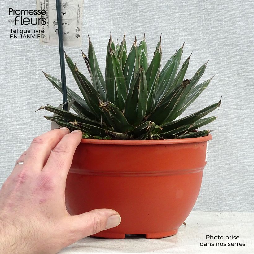 Agave victoriae reginae - Queen Victorias Agave 2L/3L pot sample as delivered in winter