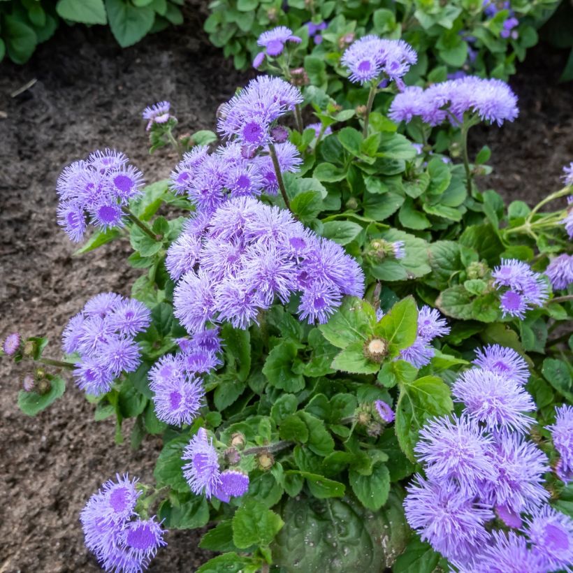 Ageratum houstonianum Aloha F1 Blue seeds - Blue Mink (Plant habit)