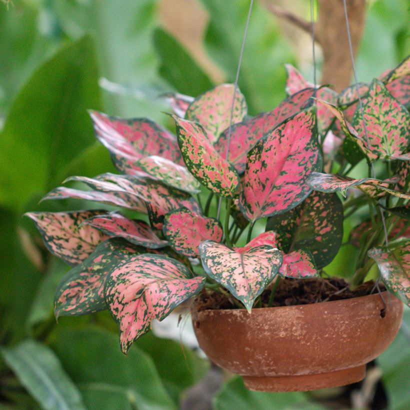 Aglaonema  'Beauty' - Aglaonème Beauty (Plant habit)