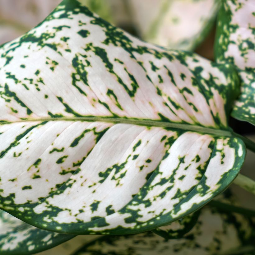 Aglaonema commutatum 'Variegata Pearls' - Aglaonème Variegata Pearls (Foliage)