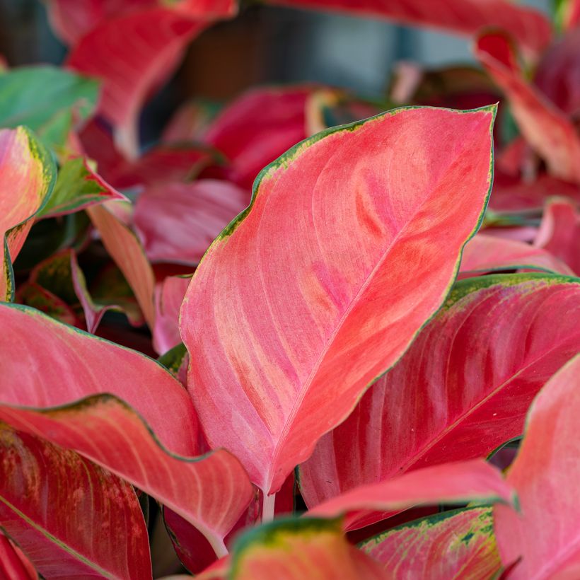 Aglaonema Rich Red - Chinese evergreen (Foliage)