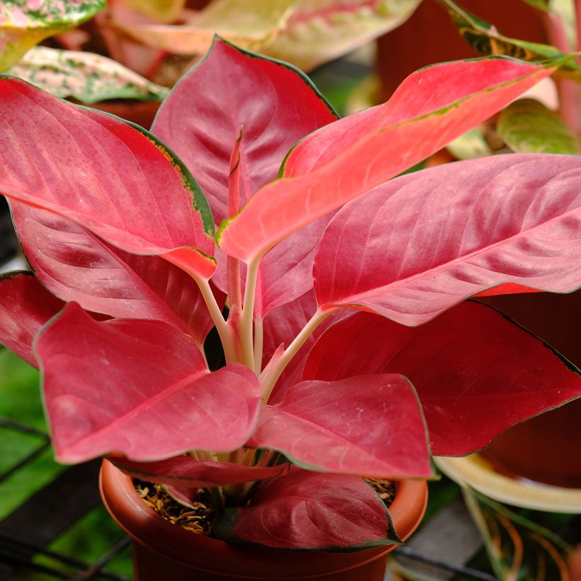 Aglaonema Rich Red - Chinese evergreen (Plant habit)