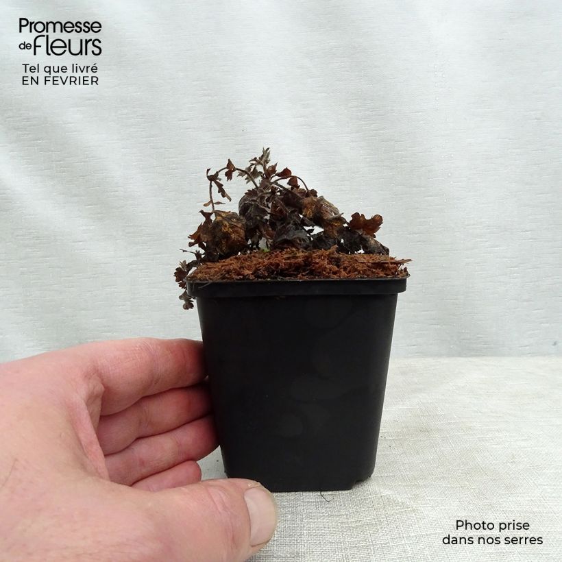 Agrimonia eupatoria  Alba 8/9 cm pot sample as delivered in winter