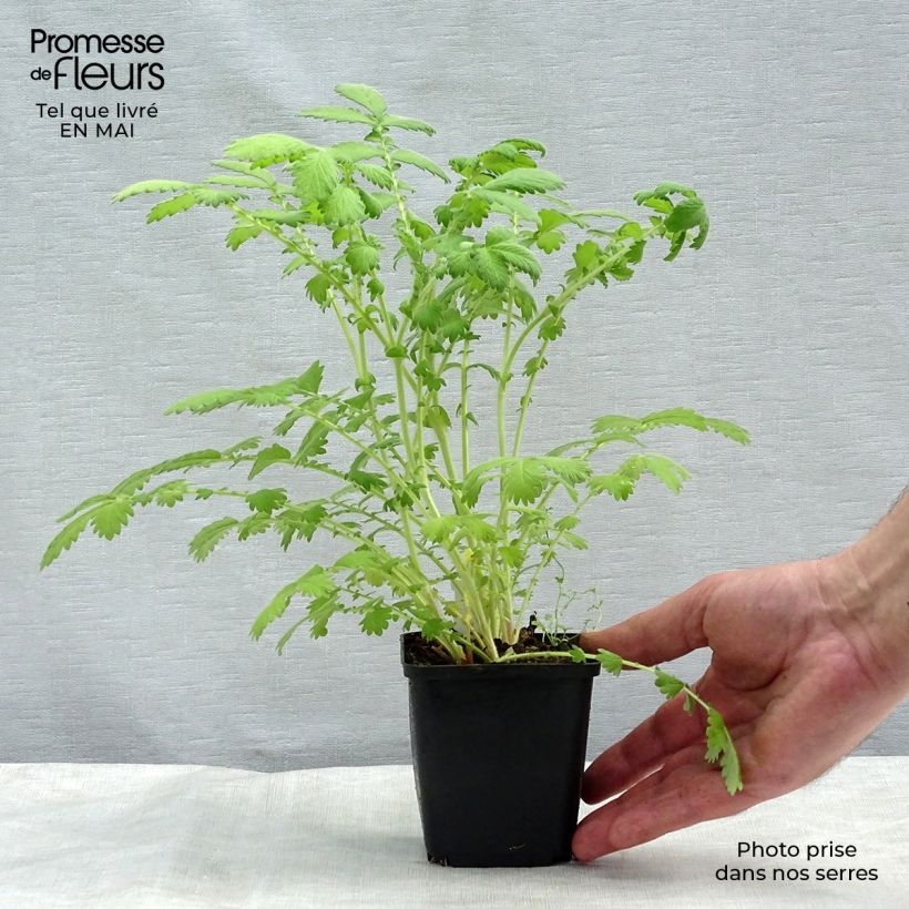 Agrimonia eupatoria  Alba 8/9 cm pot sample as delivered in spring