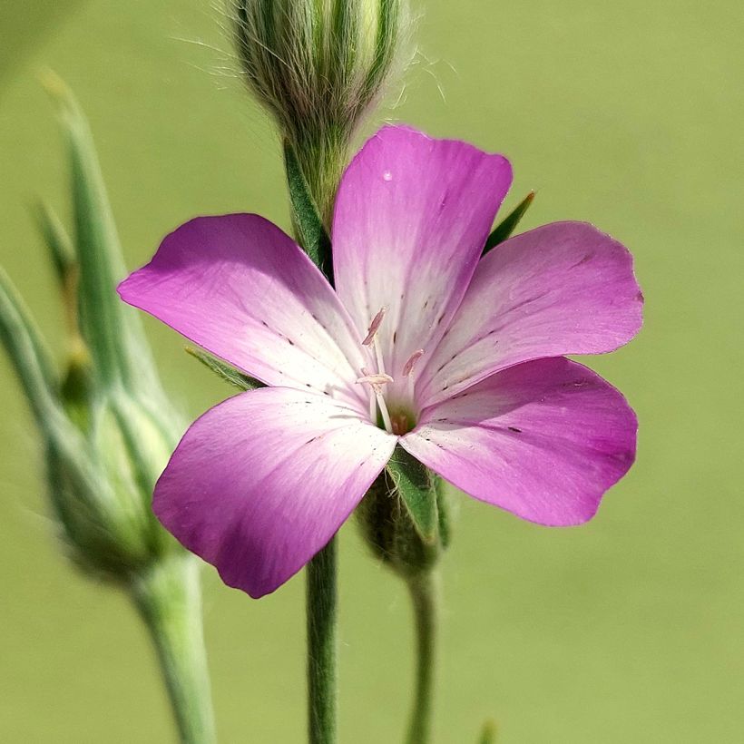 Corncockle organic seeds - Agrostemma githago (Flowering)