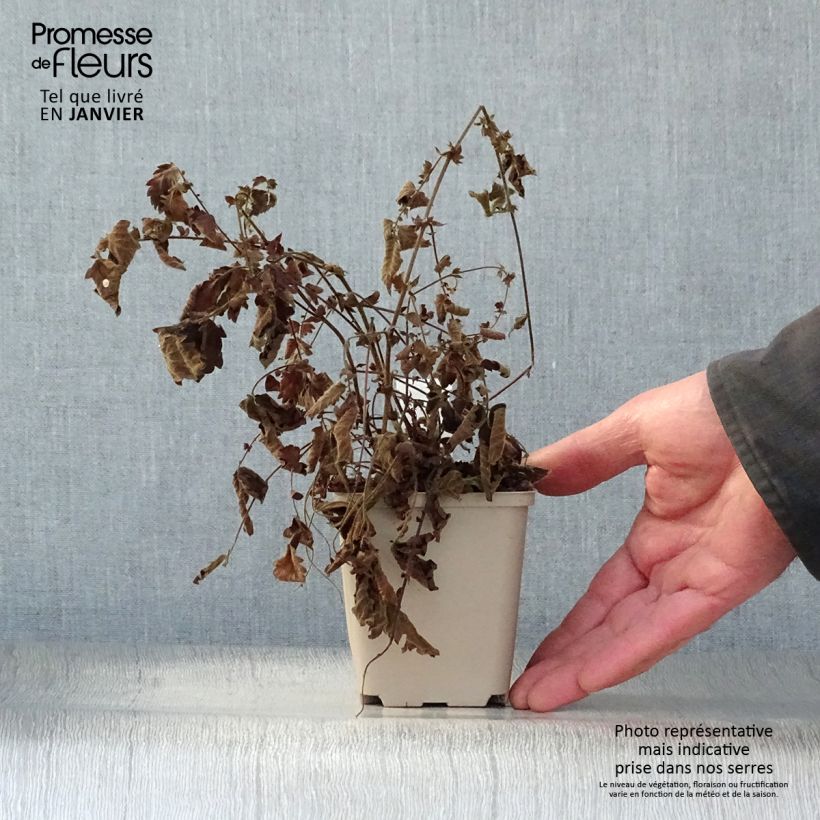 Agrimonia eupatoria   8/9 cm pot sample as delivered in winter