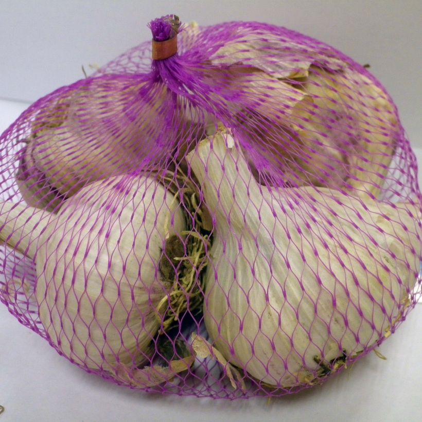 Example of Messidrome Garlic plants (autumn planting) - Allium sativum Each size 45/+ mm specimen as delivered