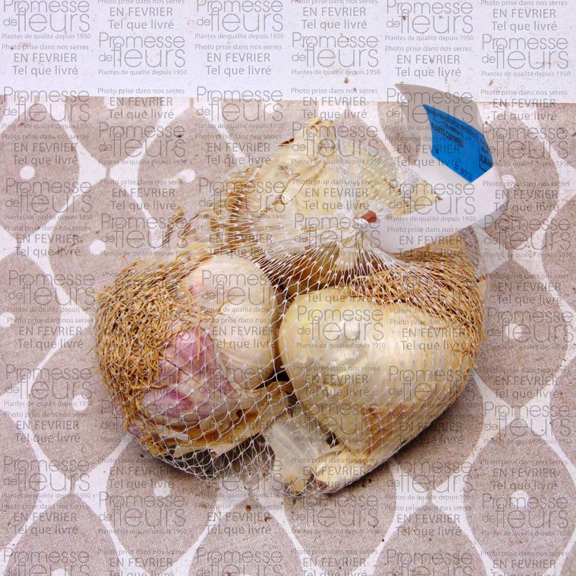 Example of Spring Garlic - Allium sativum Each size 45/+ mm specimen as delivered