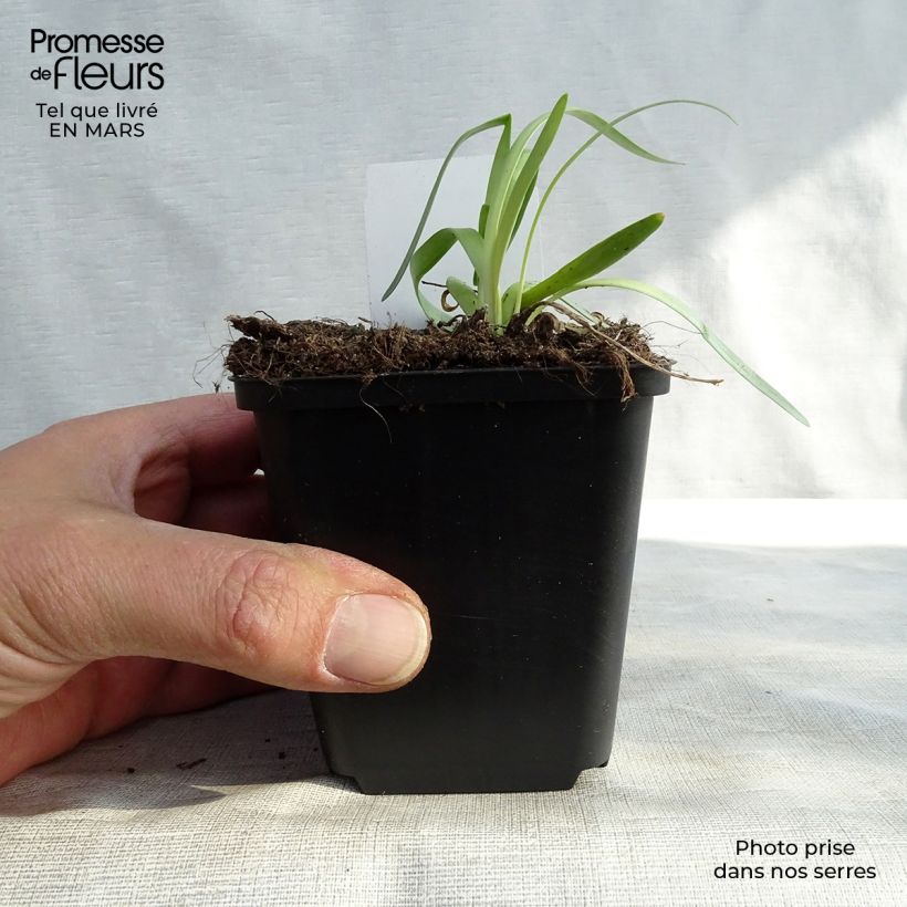 Allium Millenium 8/9 cm pot sample as delivered in spring