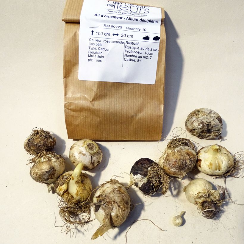Example of Allium decipiens Bulb size 8+ specimen as delivered