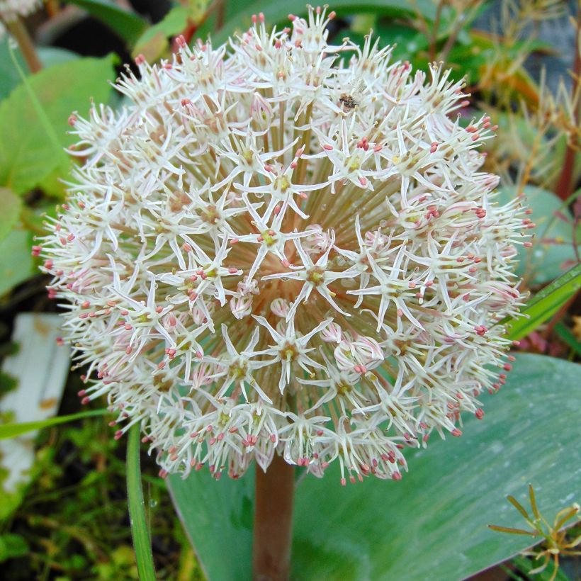 Allium karataviense - Turkish Onion (Flowering)
