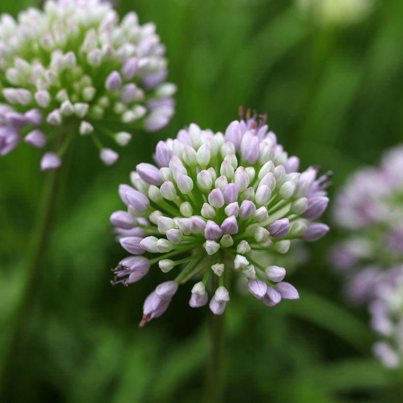 Allium senescens subsp. montanum Summer Beauty - Ail d'ornement Summer Beauty (Flowering)