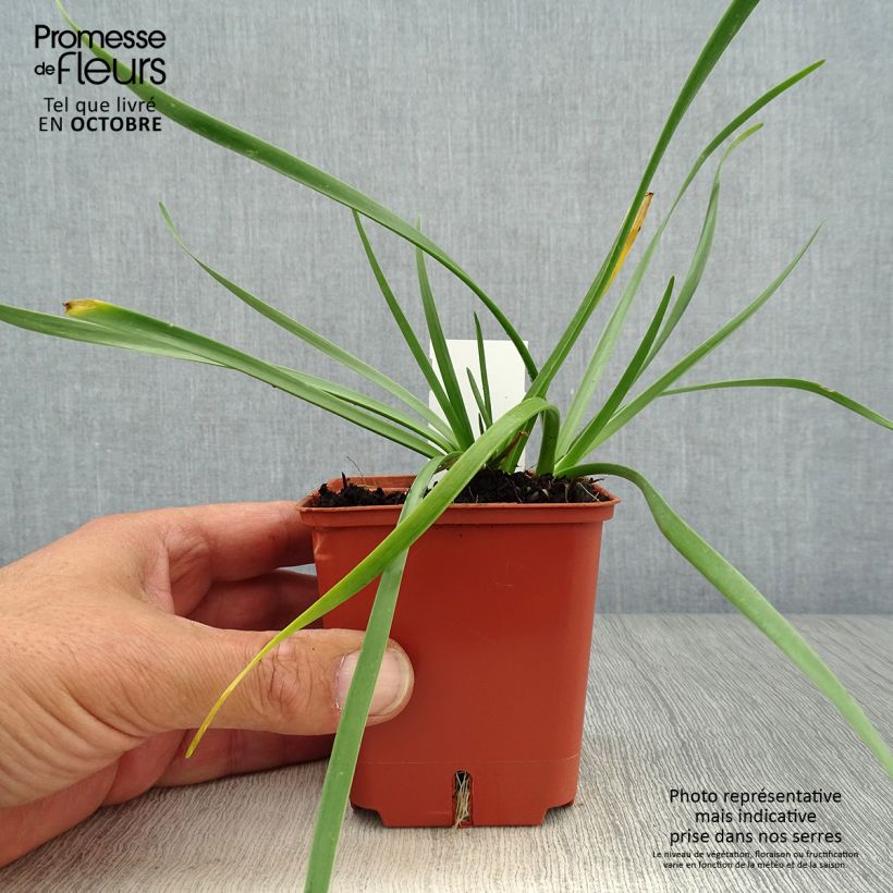 Allium senescens Avatar 7/8 cm pot size I sample as delivered in autumn