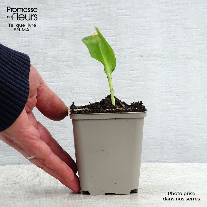 Bear's Garlic - Allium ursinum 7/8 cm pot sample as delivered in spring