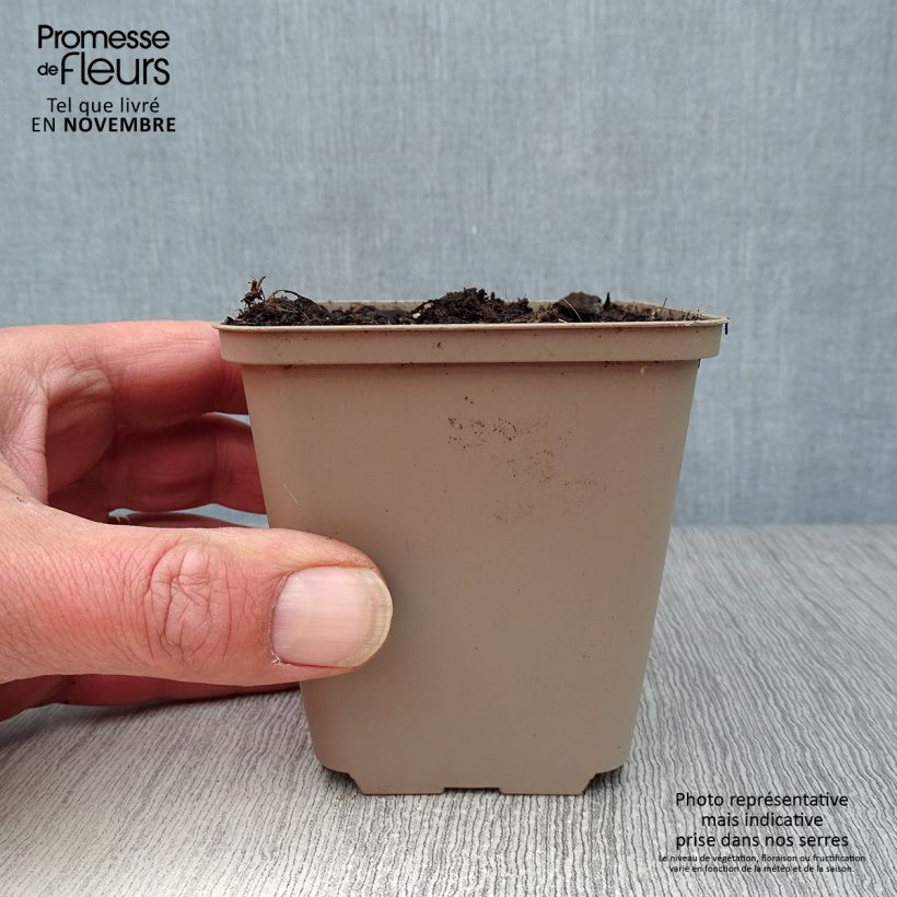 Bear's Garlic - Allium ursinum 7/8 cm pot sample as delivered in autumn