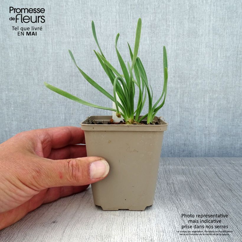 Allium x cultorum Little Sapphire 8/9 cm pot sample as delivered in spring