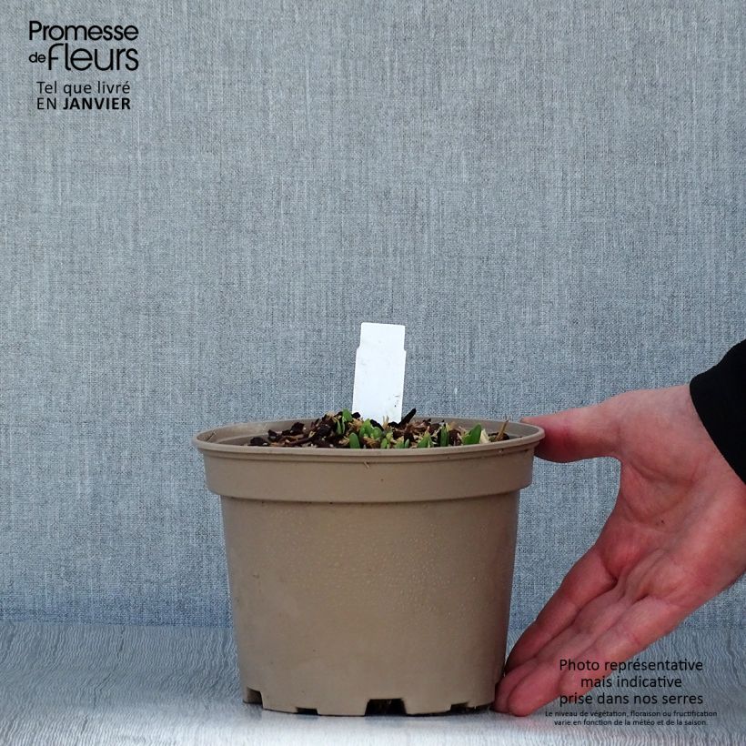 Allium cultorum Serendipity 2L/3L pot sample as delivered in winter