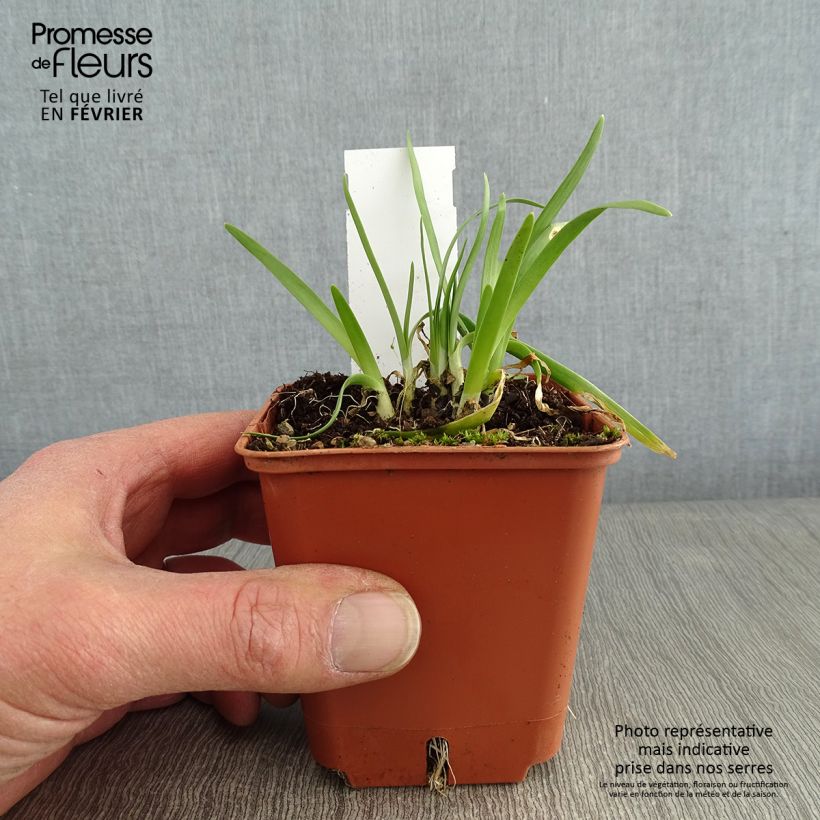 Allium senescens Avatar 7/8 cm pot size I sample as delivered in winter