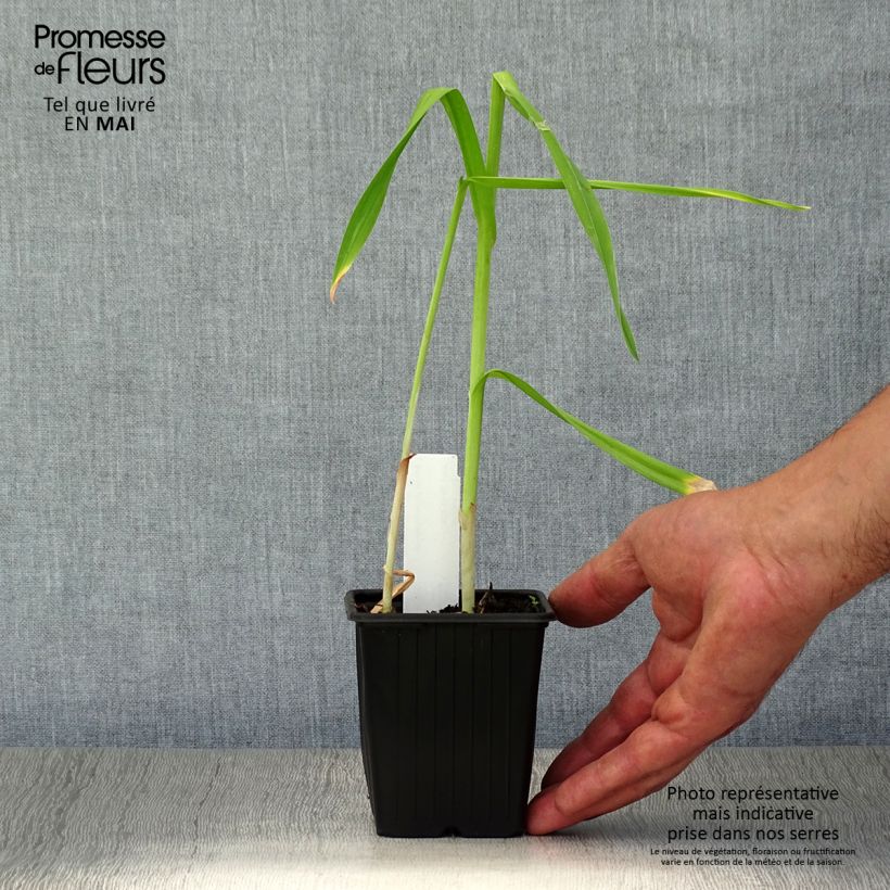 Rocambole Garlic - Allium scorodoprasum 8/9 cm pot sample as delivered in spring