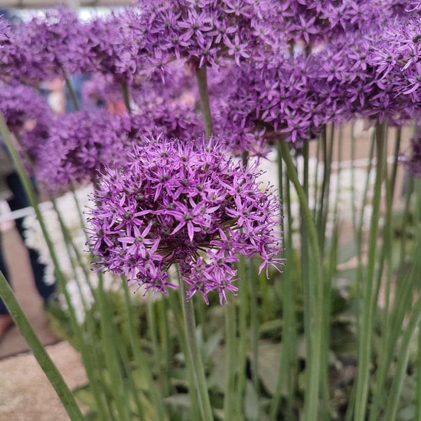Allium Chicago (Flowering)