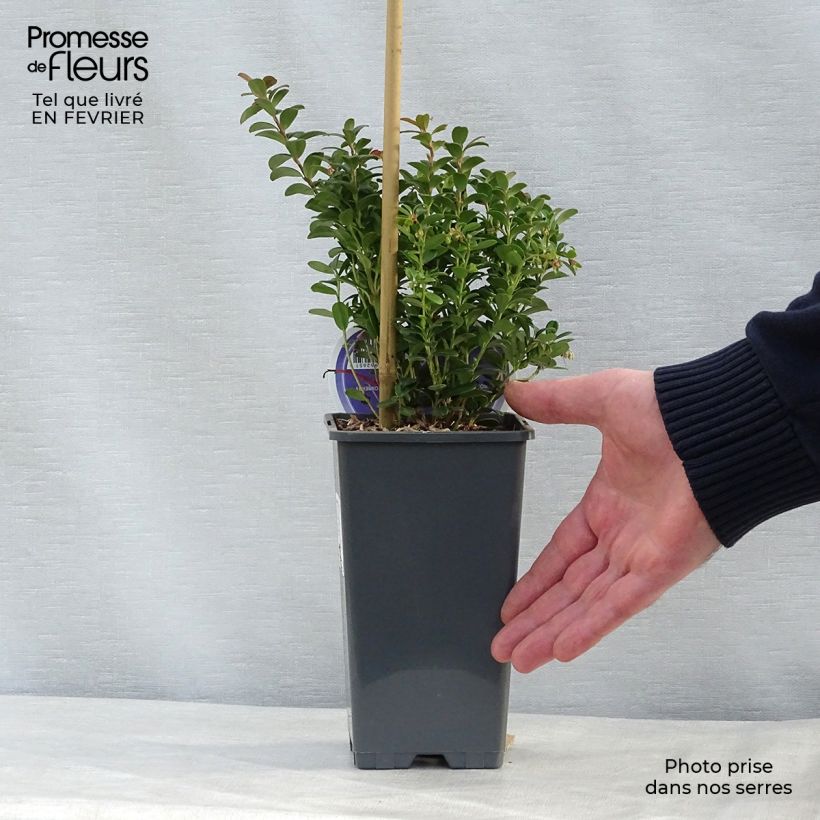 Vaccinium vitis idaea 1.5L/2L pot sample as delivered in winter