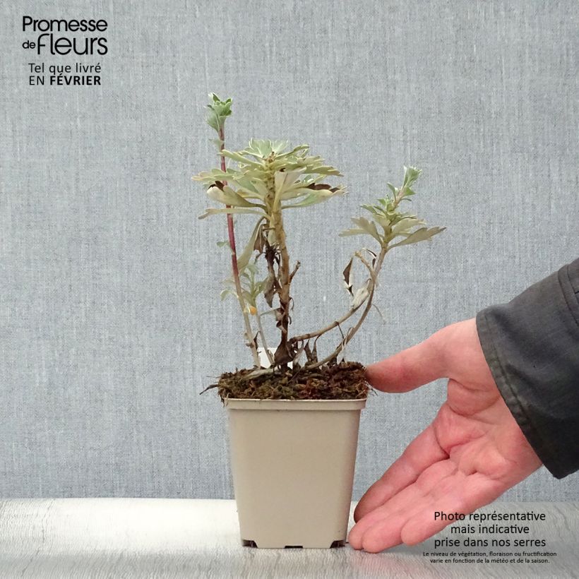 Ajania pacifica Gold and Silver 8/9 cm pot sample as delivered in winter