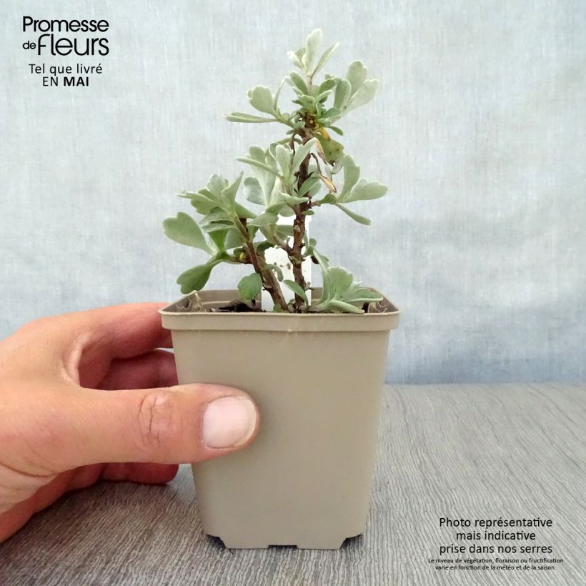 Ajania pacifica Gold and Silver 8/9 cm pot sample as delivered in spring