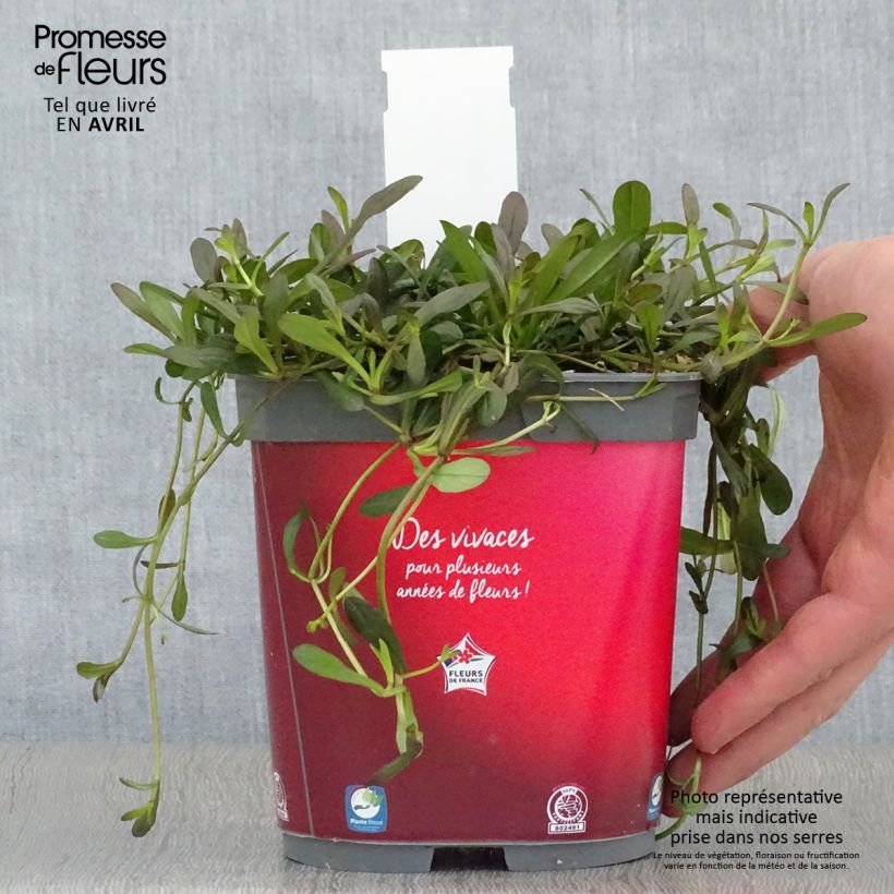 Ajuga Noble Nightingale 2L/3L pot sample as delivered in spring