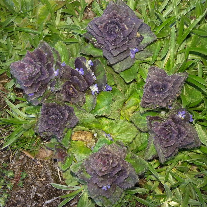 Ajuga pyramidalis - Pyramidal bugle (Foliage)