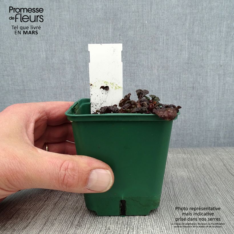 Ajuga pyramidalis Metallica Crispa - Pyramidal bugle 8/9 cm pot sample as delivered in winter