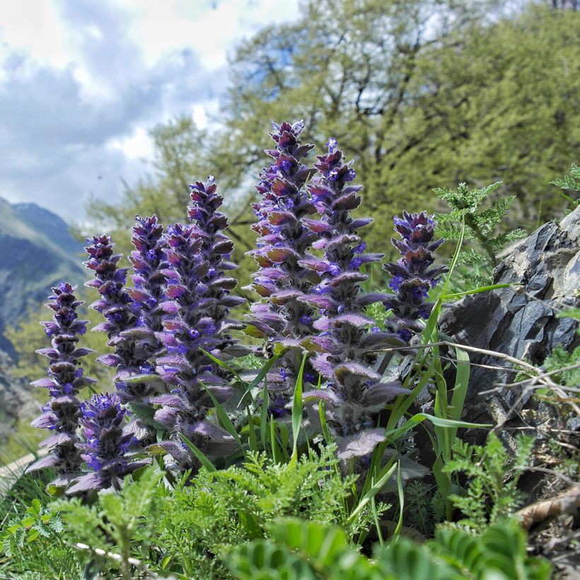 Ajuga pyramidalis - Pyramidal bugle (Plant habit)