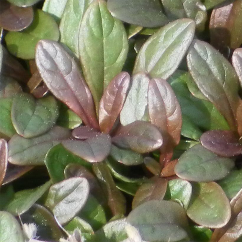 Ajuga x tenorii Chocolate Chip (Foliage)